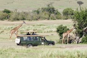 Masai Mara Safari Drives