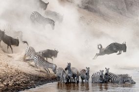 Masai Mara Great Migration